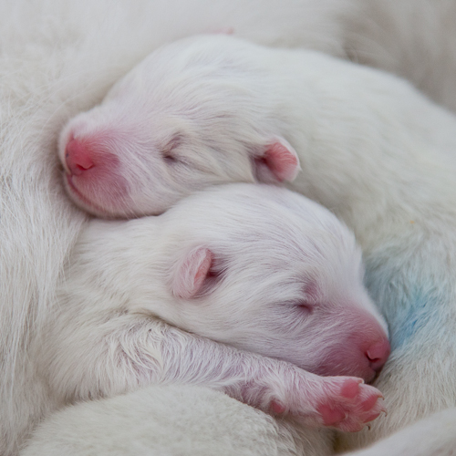 samojed